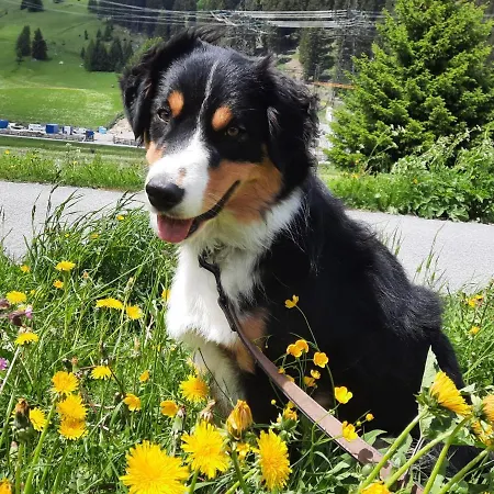 Haus Schranz, Fuhrmannsloch Apartman Nauders