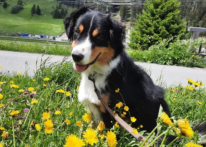 Haus Schranz, Fuhrmannsloch Apartmán Nauders